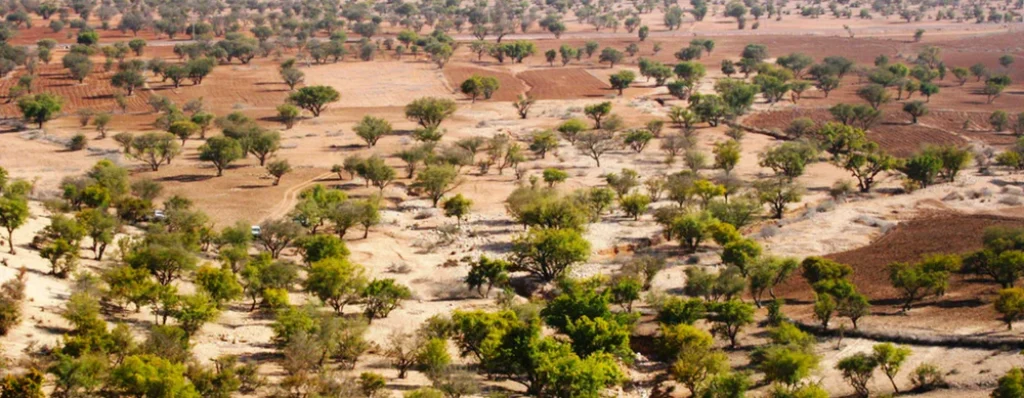 Argan Trees in Moroccan Landscapes