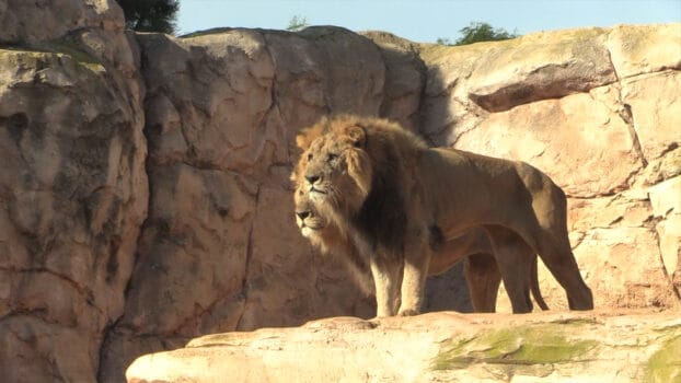 The Atlas Lion Morocco