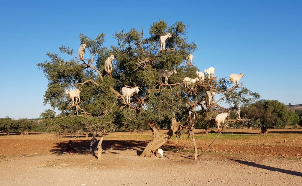 Goats climb moroccan argan trees to eat their fruit and leaves