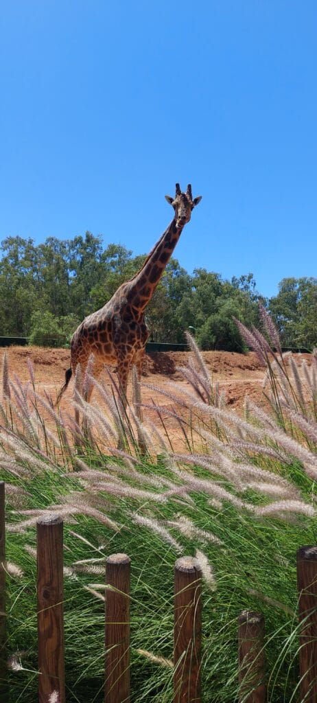 Zoo of Rabat