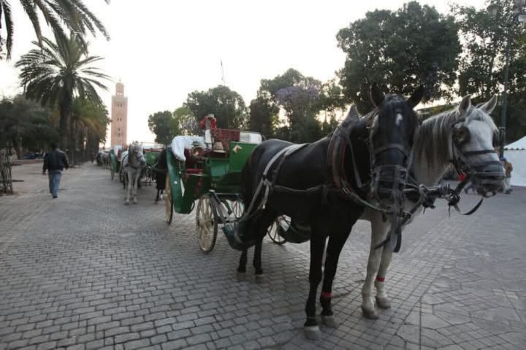 Taking a horse-drawn carriage in Marrakech is an activity that no visitor should miss out on