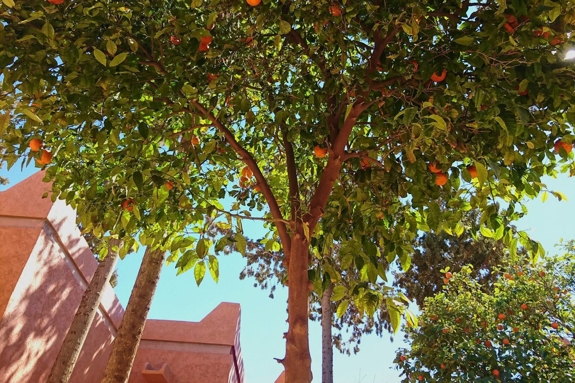 An orange tree full of fruit in a sunlit Moroccan riad garden with pink walls and a clear blue sky.