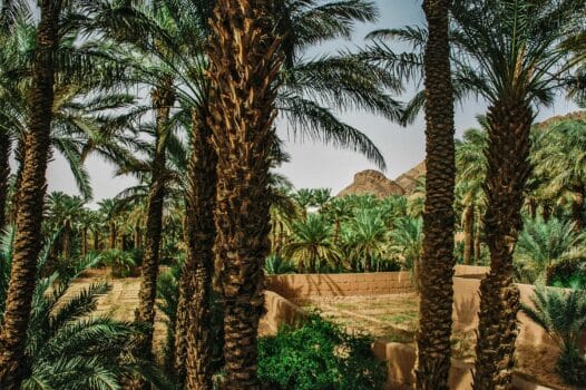 The Zagora Oasis, Zagora, Drâa-Tafilalet, Morocco