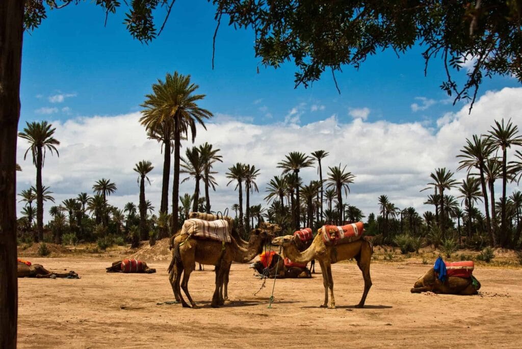 Oasis of Marrakech