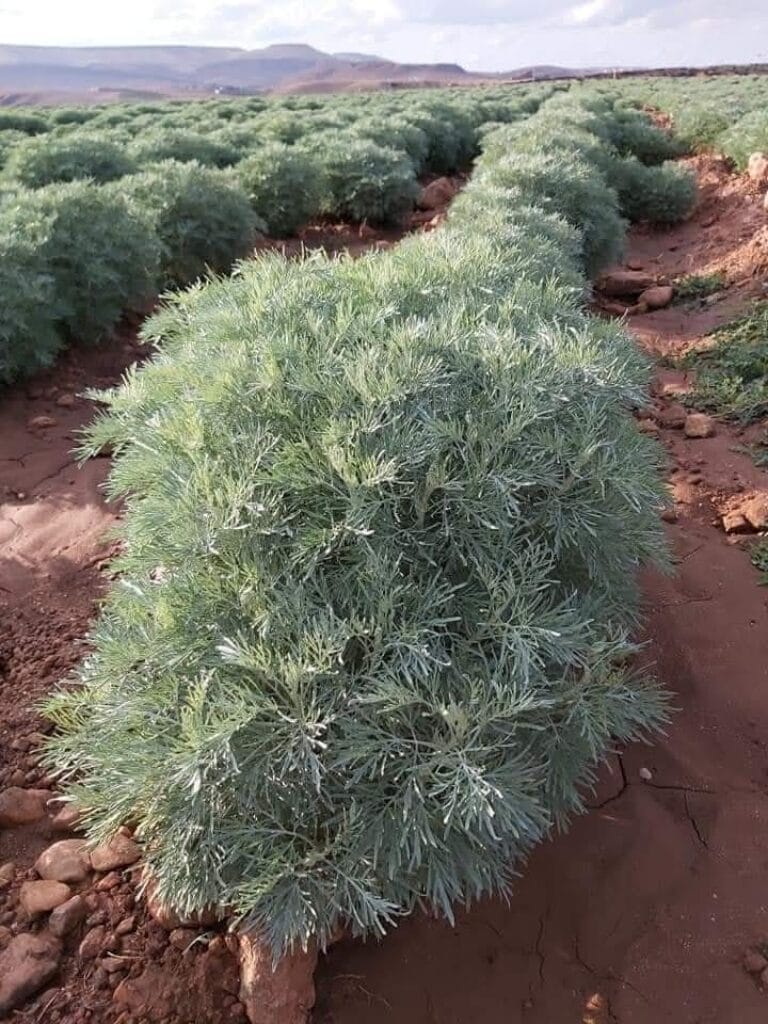 Wormwood. Chiba Morocco