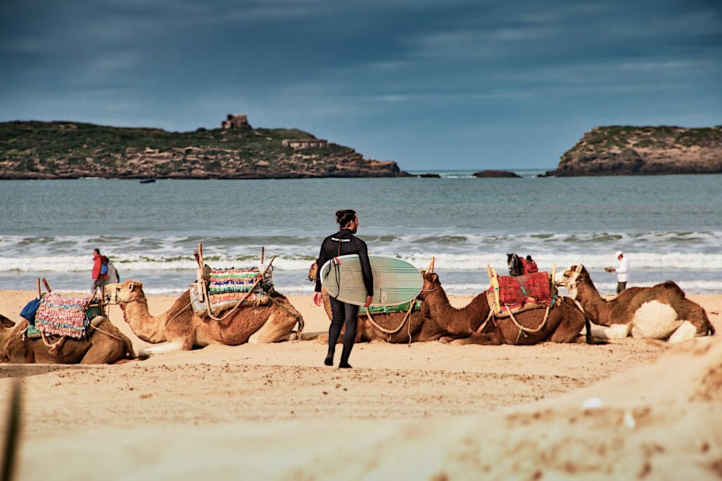 Surfer carrying a board walking past camels resting on Essaouira’s Atlantic beach
