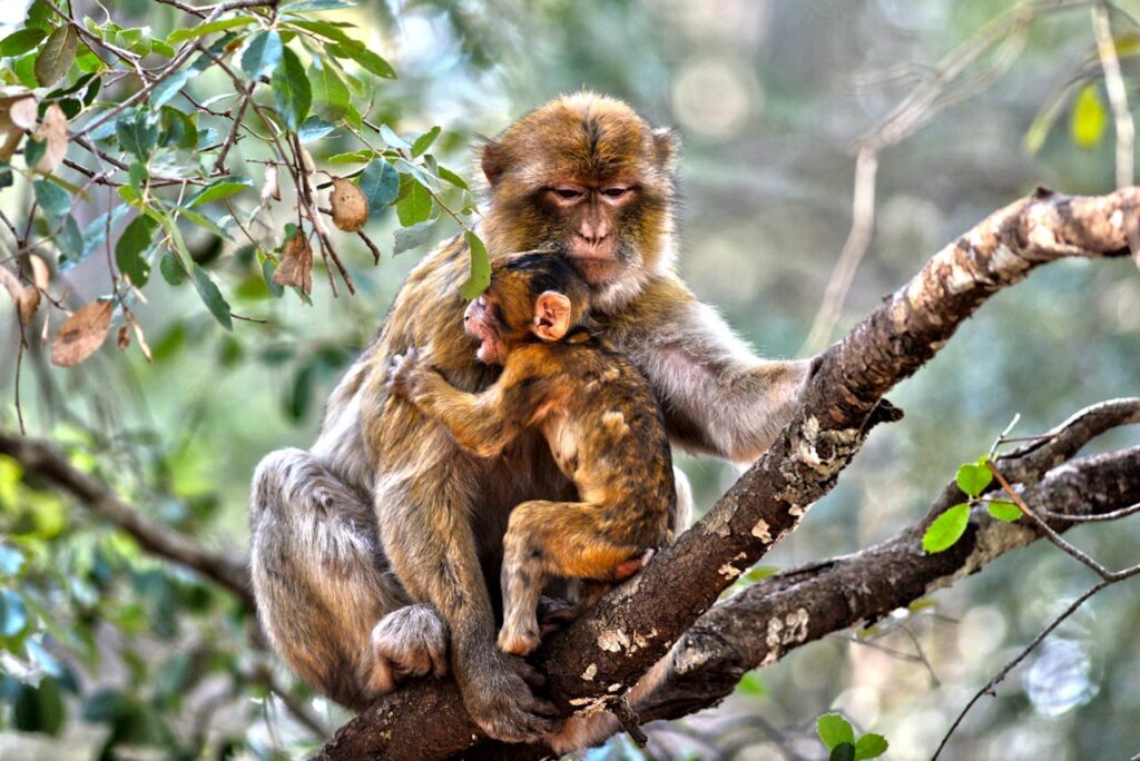 Barbary macaque with its baby in the forests of Ifrane, Morocco