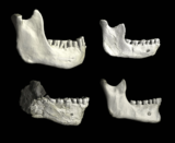 773,000-Year-Old Human Fossils Discovered in Morocco