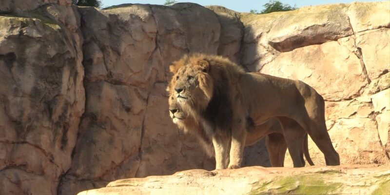 The Atlas Lion: Morocco’s Majestic Big Cat and Cultural Symbol