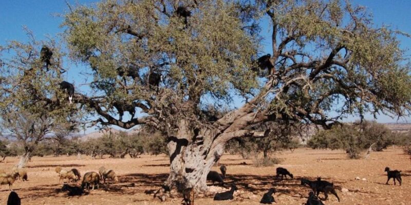 Moroccan Argan Tree: Nature’s Golden Treasure