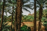 The 7 Most Beautiful Oasis You Must Visit in Morocco