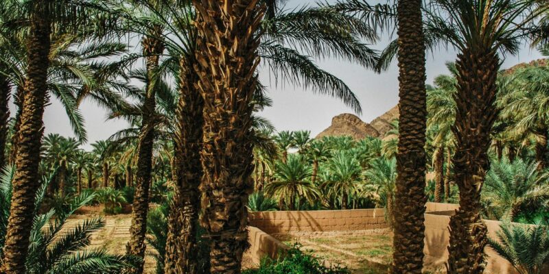 The 7 Most Beautiful Oasis You Must Visit in Morocco