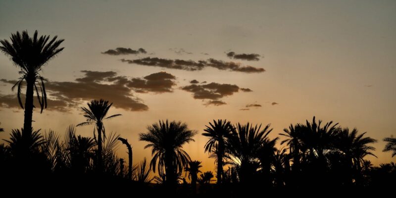Skoura Oasis Morocco Travel Guide, Best Kasbahs, Things to Do, and Hidden Desert Gem Near Ouarzazate
